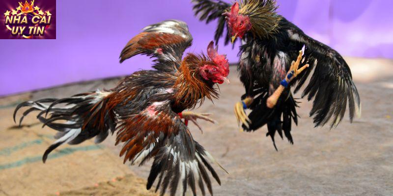 Làm thế nào để tham gia đá gà trực tiếp